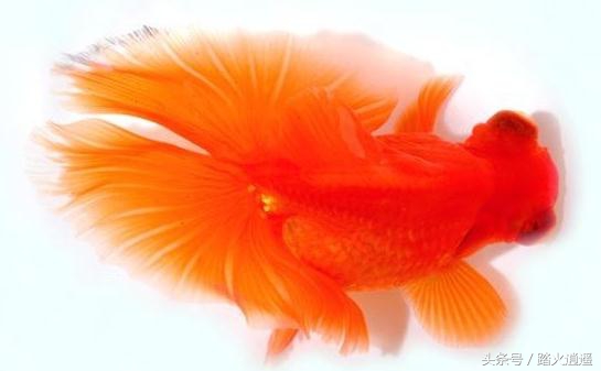 精品蝶尾和混色蝶尾区别,怎么挑选蝶尾最好