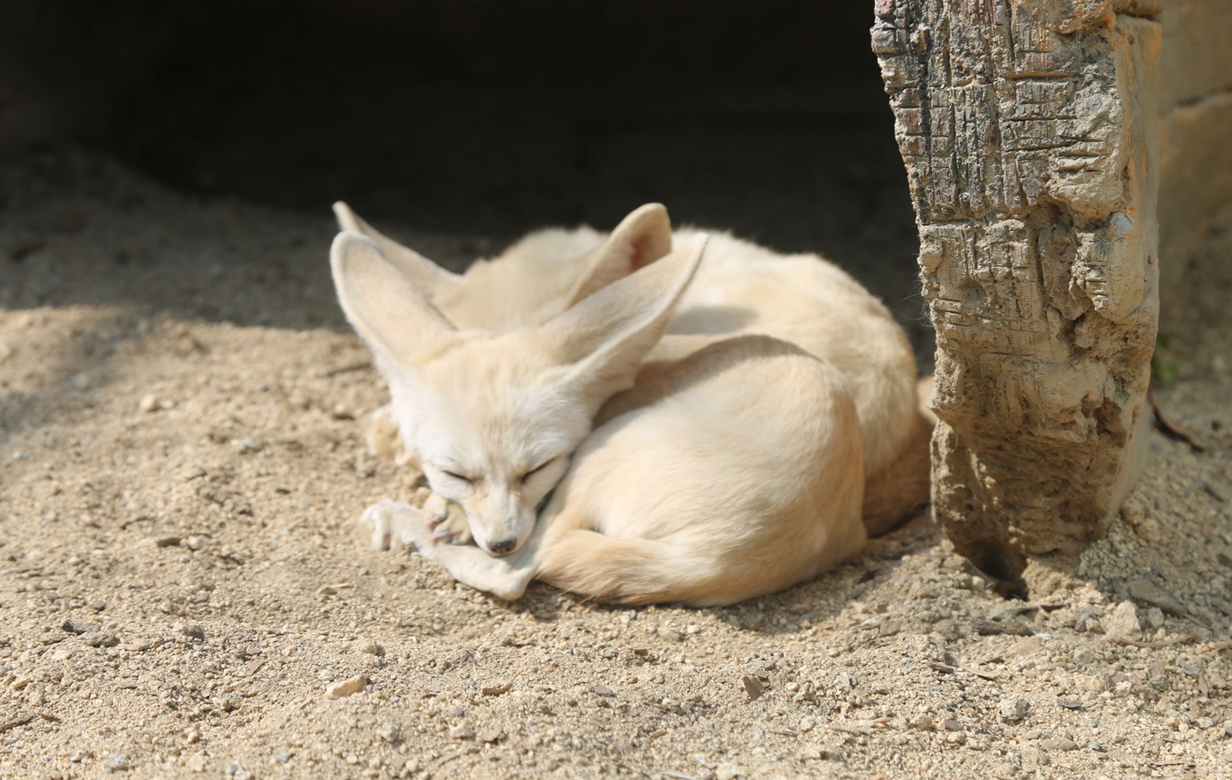 森林动物园多高收门票,森林动物园套票价格表