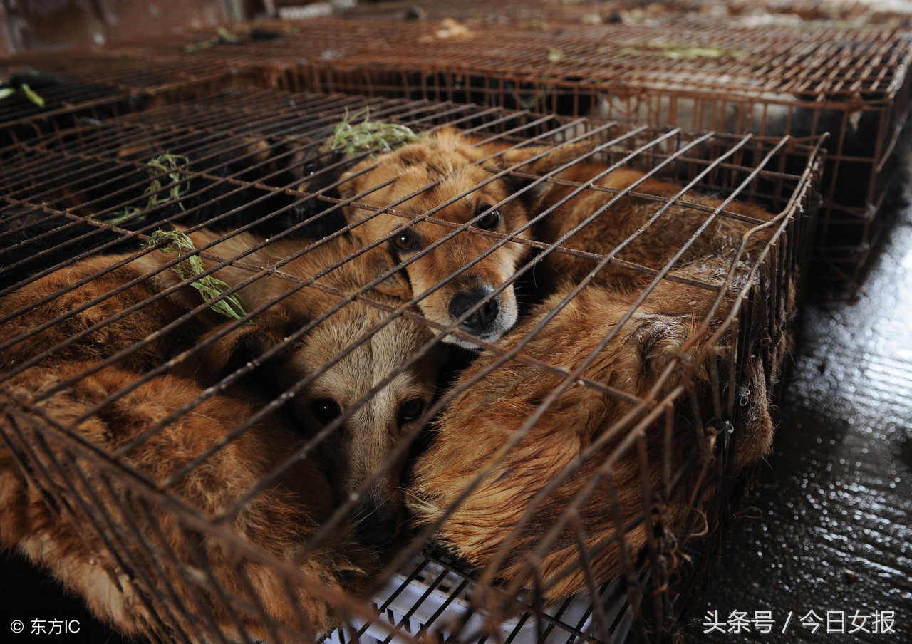 买了星期狗如何维权,女子买到星期狗被店家威胁