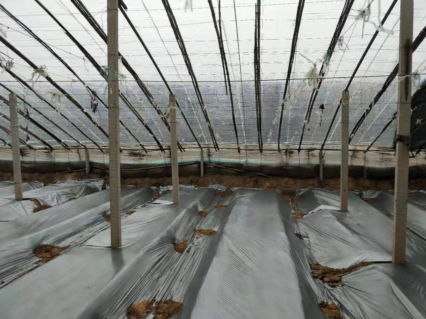 种植番茄盖地膜的正确方法图片,番茄种植地膜要不要全覆盖