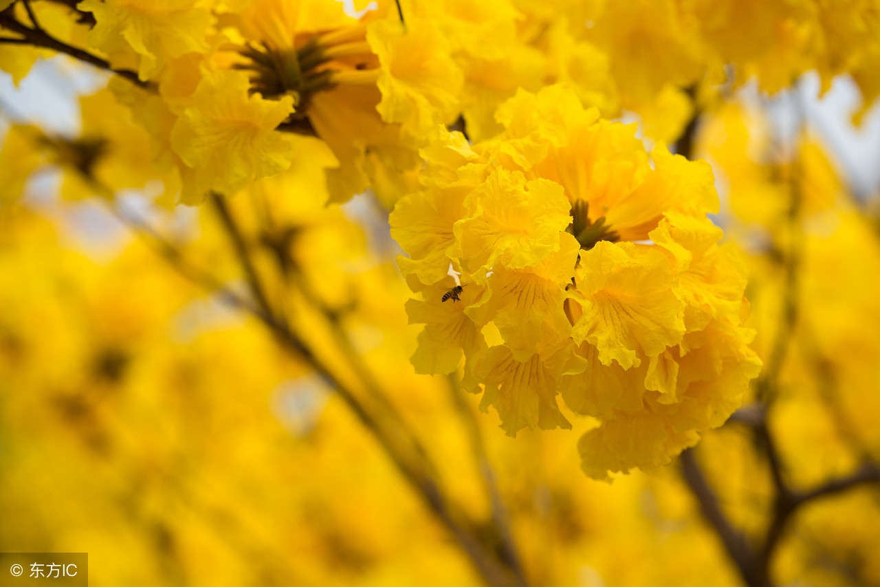 女人应该怎么去形容她漂亮呢？收集了很多词，一起来看看吧！