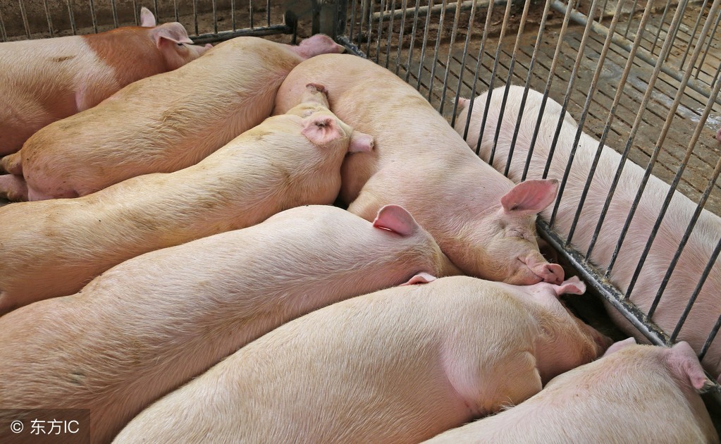 合同猪养殖盈利分析,合同猪有哪些模式