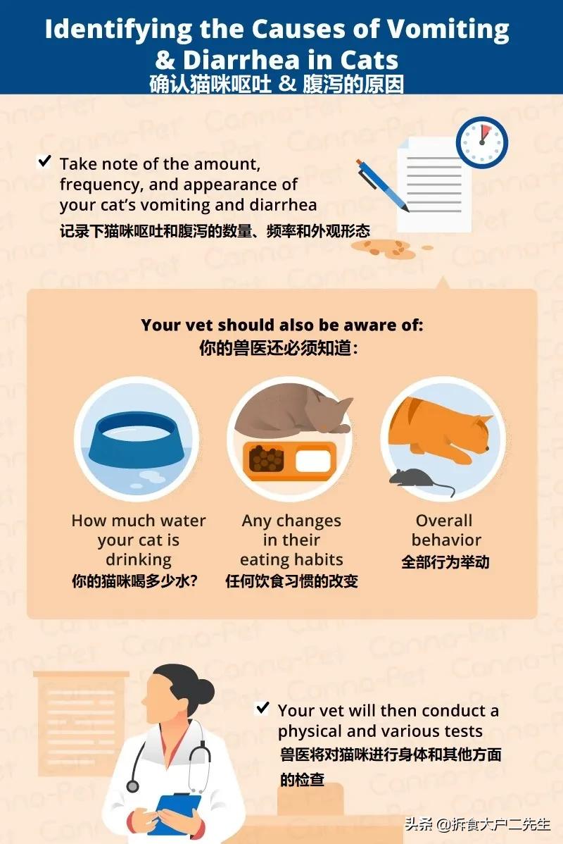 猫咪呕吐没消化的猫粮怎么办,go九种肉猫粮猫什么阶段能吃