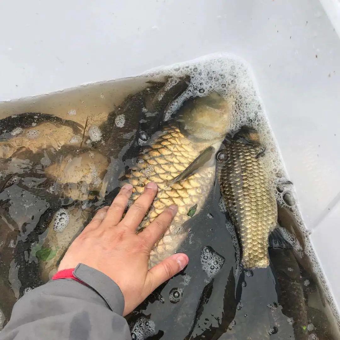 水库鱼一百斤,水库鱼100斤