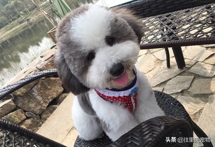 怎么分辨泰迪贵宾犬纯不纯,泰迪和贵宾犬有什么区别呢