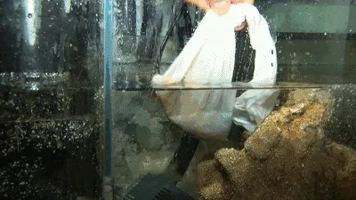 藻类用什么药消灭最好,藻类最佳治疗方法视频