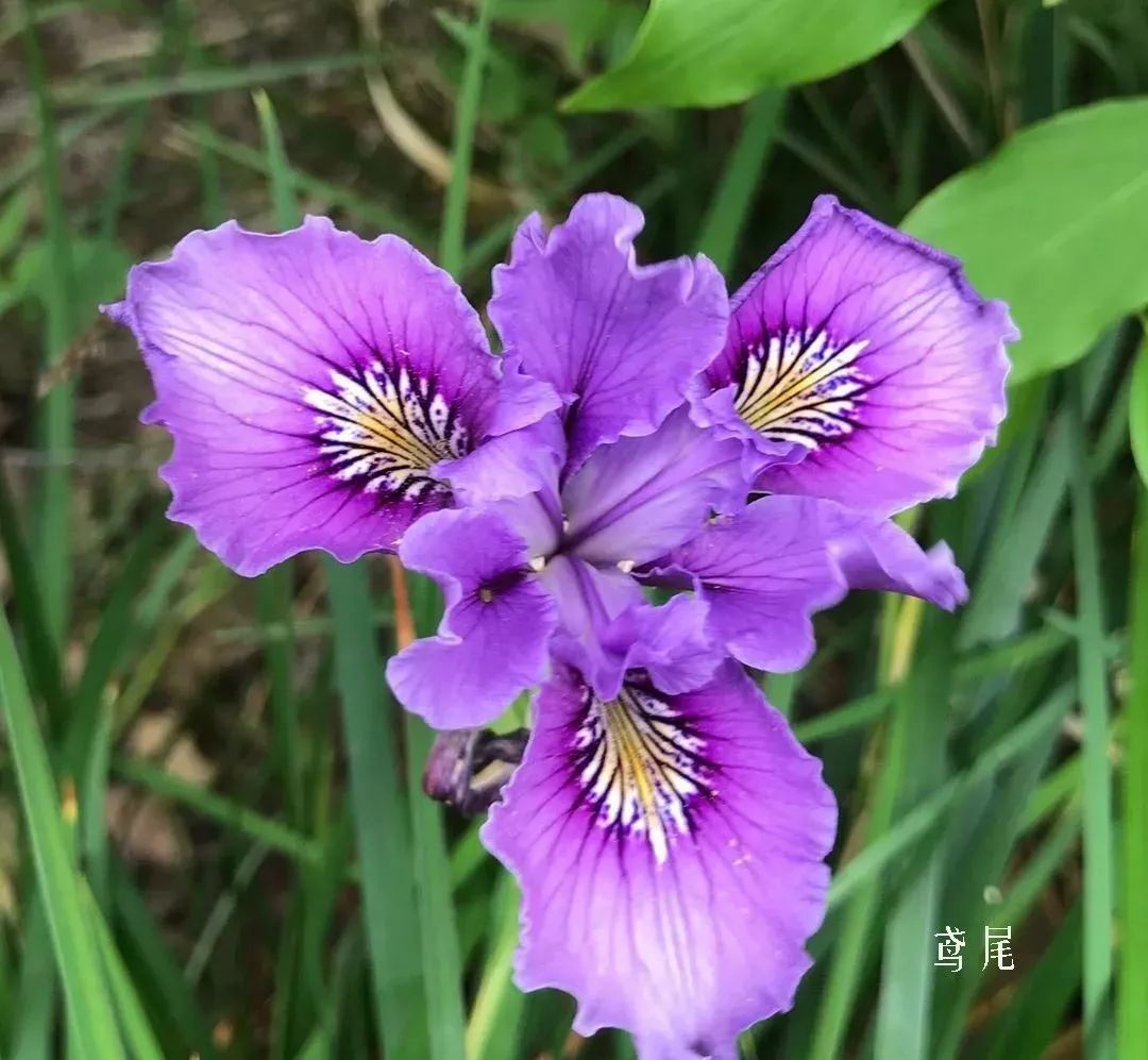 花店里同款的两种不同价格的花材,花店最容易被顾客误解的几种花材