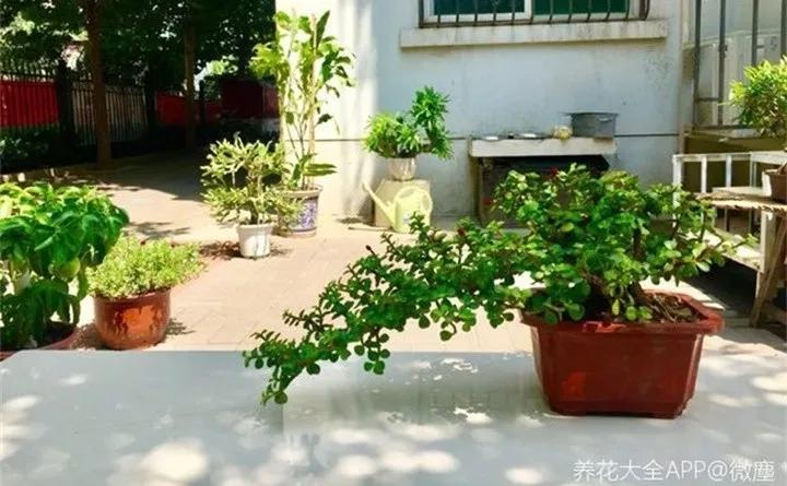 刚买的花，发蔫落苞加黄叶！为什么呢？多半是放错了位置