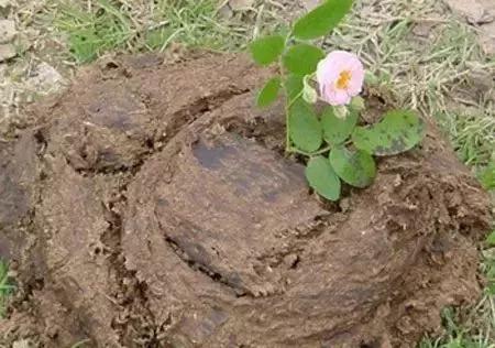鸡粪羊粪牛粪猪粪哪个有机肥最好,鸡粪牛粪猪粪羊粪到底哪个效果好