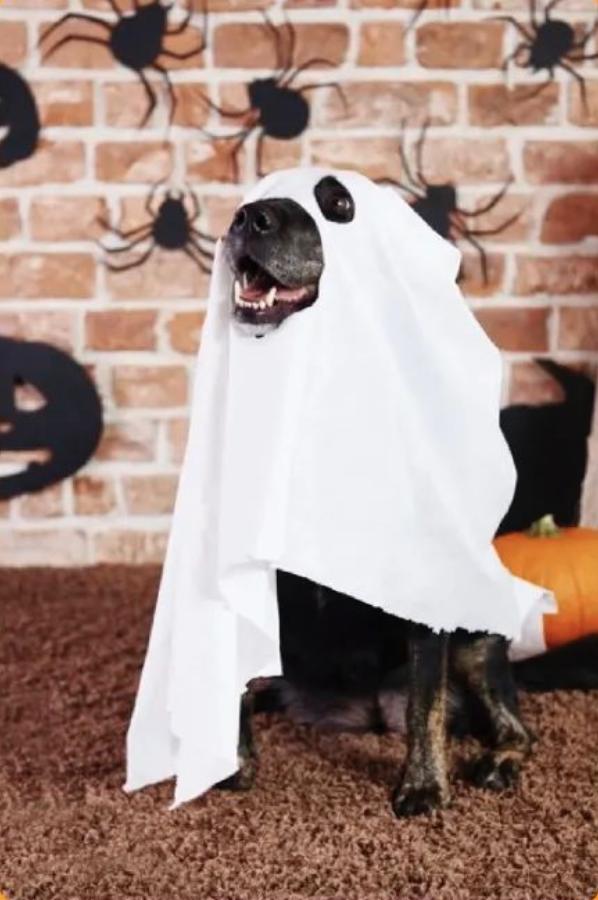 万圣节开展促销活动方案,万圣节活动