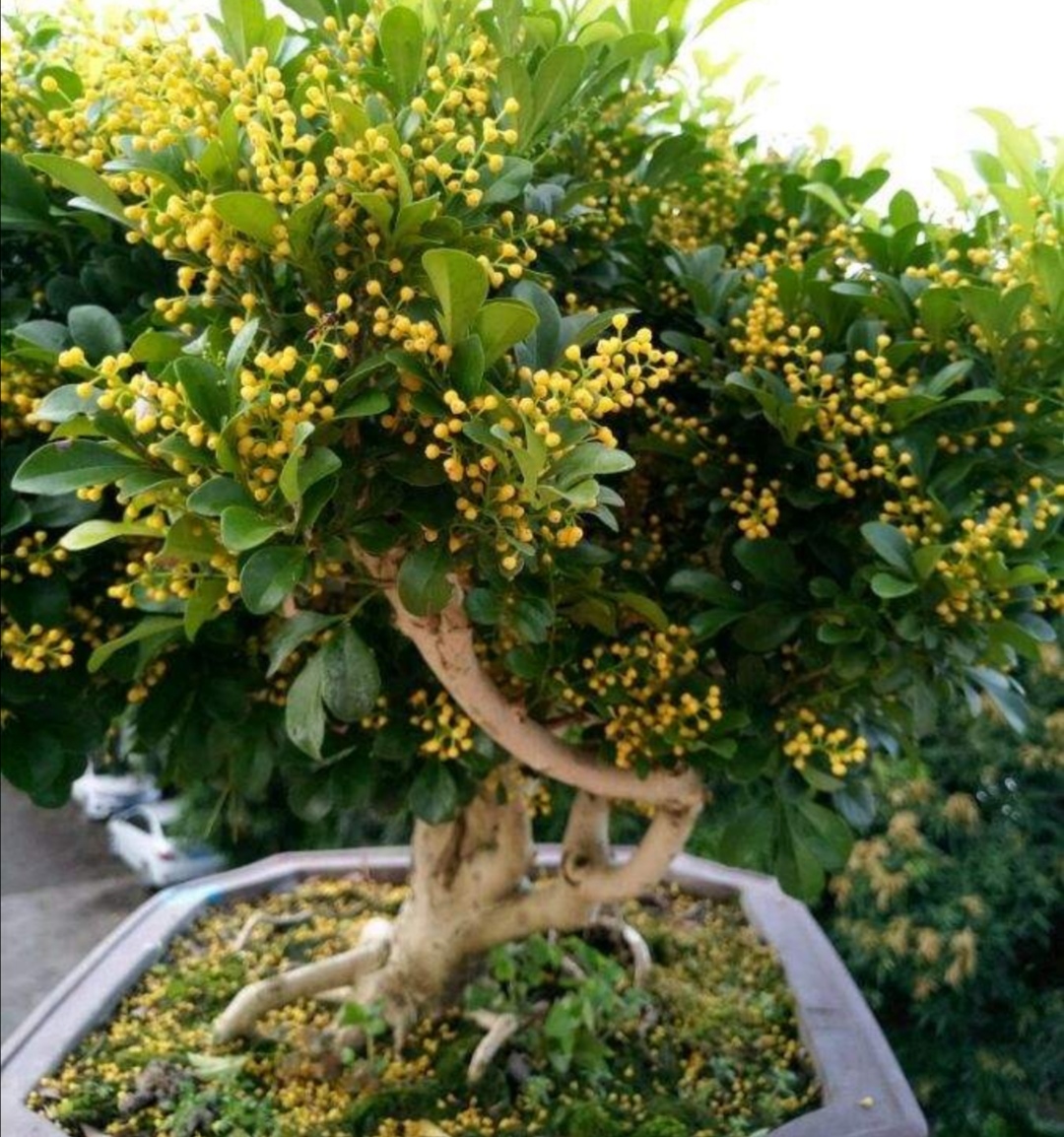 米兰有花骨朵但是不开花怎么回事,冬天室内温度二十度米兰会开花吗