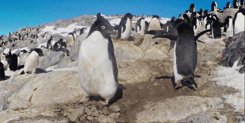 企鹅到底算不算鹅呢,企鹅是一群好的鹅吗
