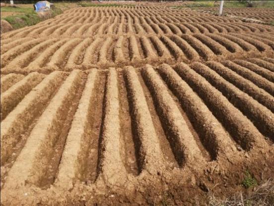 种植生姜前姜种怎样消毒,生姜露天种植方法生姜苗期管理