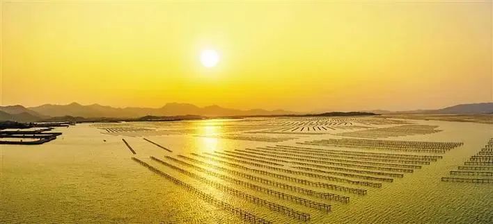 蚝凭“海”贵｜品尝生蚝犹如亲吻一片大海