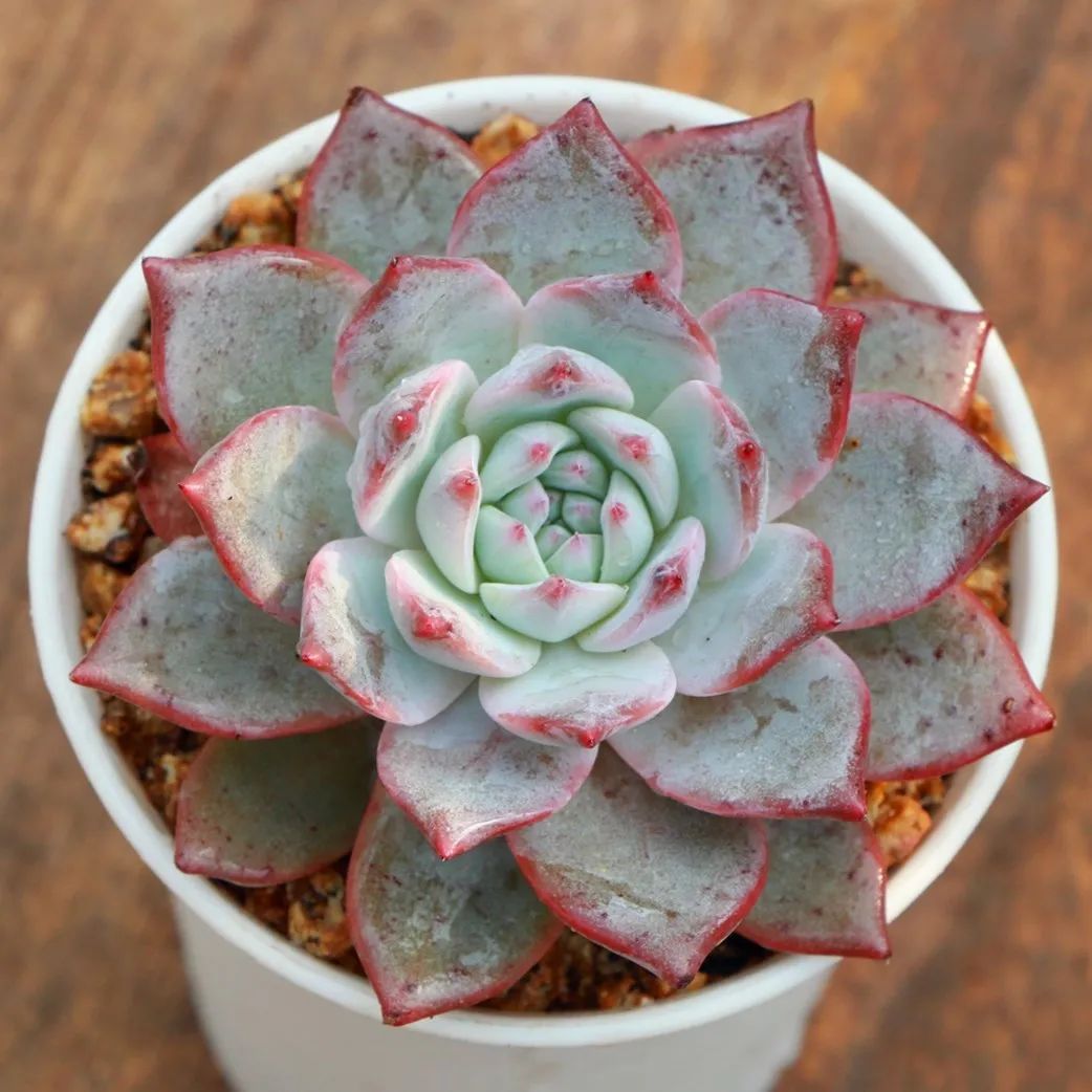 有暗纹的多肉有哪些,暗纹系多肉有哪些