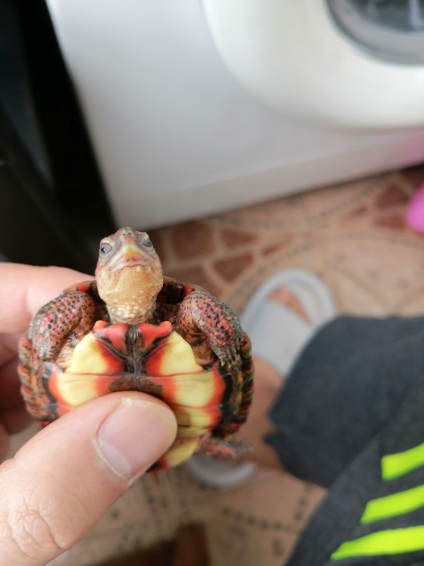 木纹龟生病,木纹龟眼睛出问题