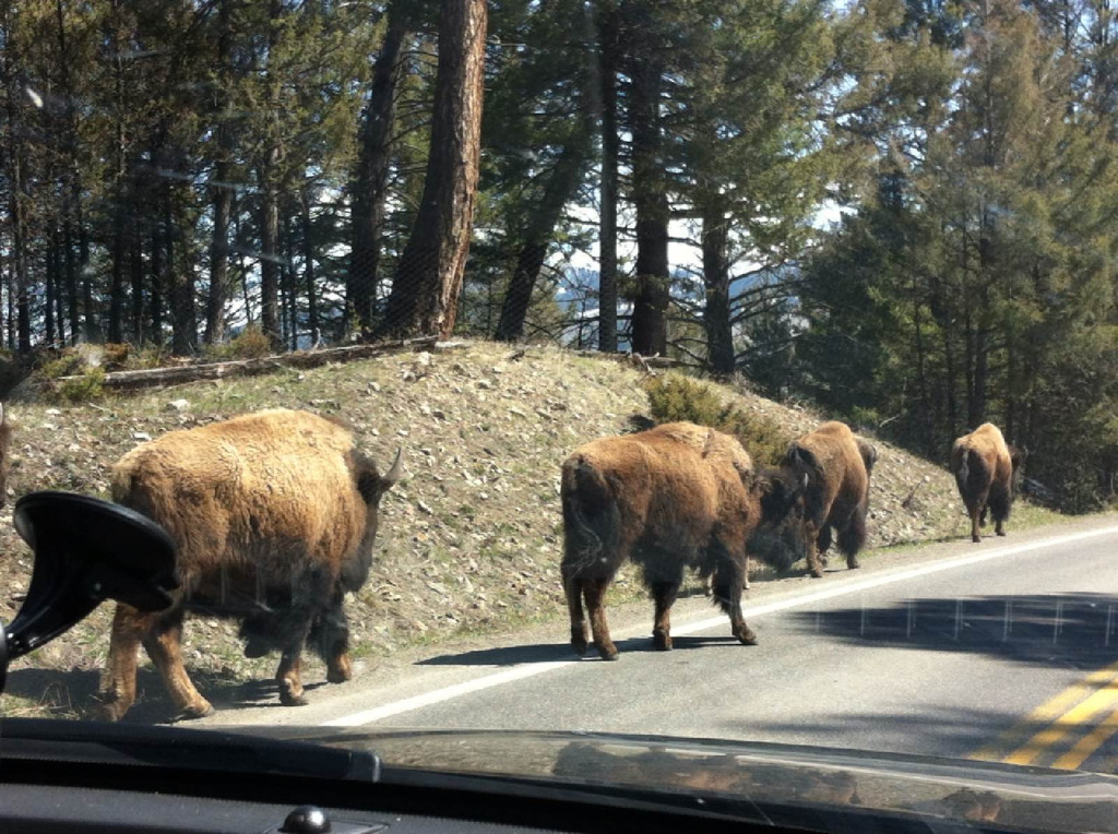 现存北美野牛有多少头,灭绝了的巨大美洲狮