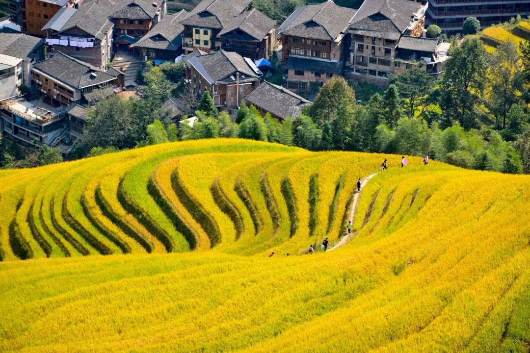 广西哪个地方的大米最好吃,广西十大优质米排名