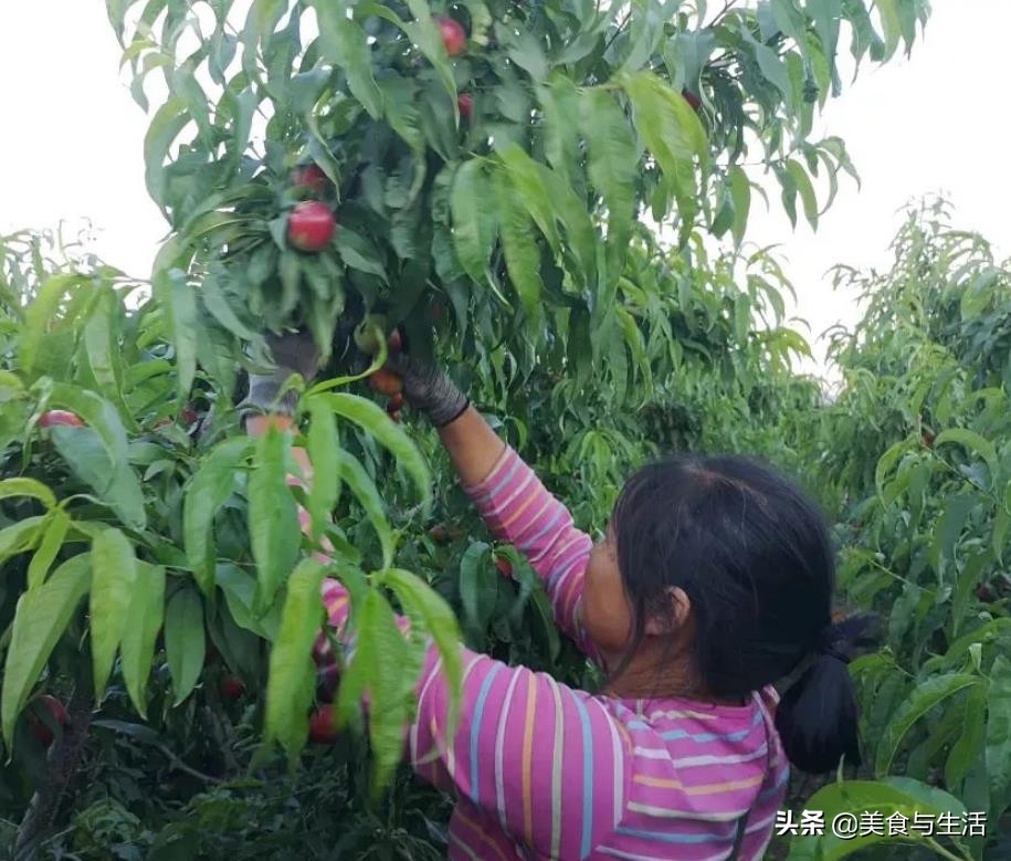 油桃黄心,黄油桃采摘又脆又甜