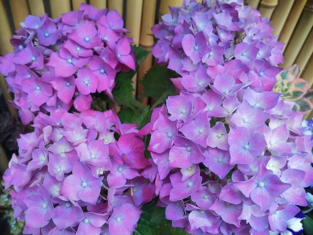 一棵绣球死了，花友找到花市老板理论，绣球也会“假死”不要放弃