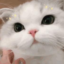 流浪猫喂什么牌子的猫粮,笑宠猫粮这个牌子怎么样