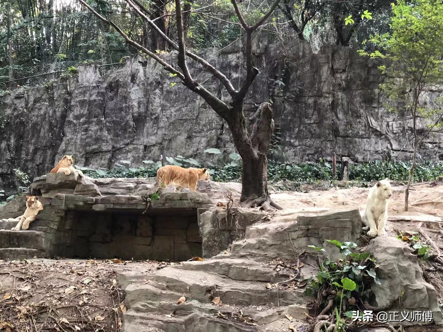 长隆动物园的动物,广州的长隆野生动物园有哪些动物