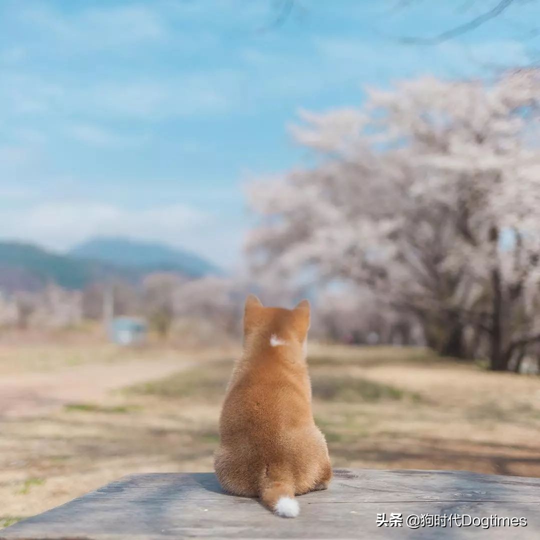 春暖花开带你去流浪,春暖花开带着狗狗去踏青