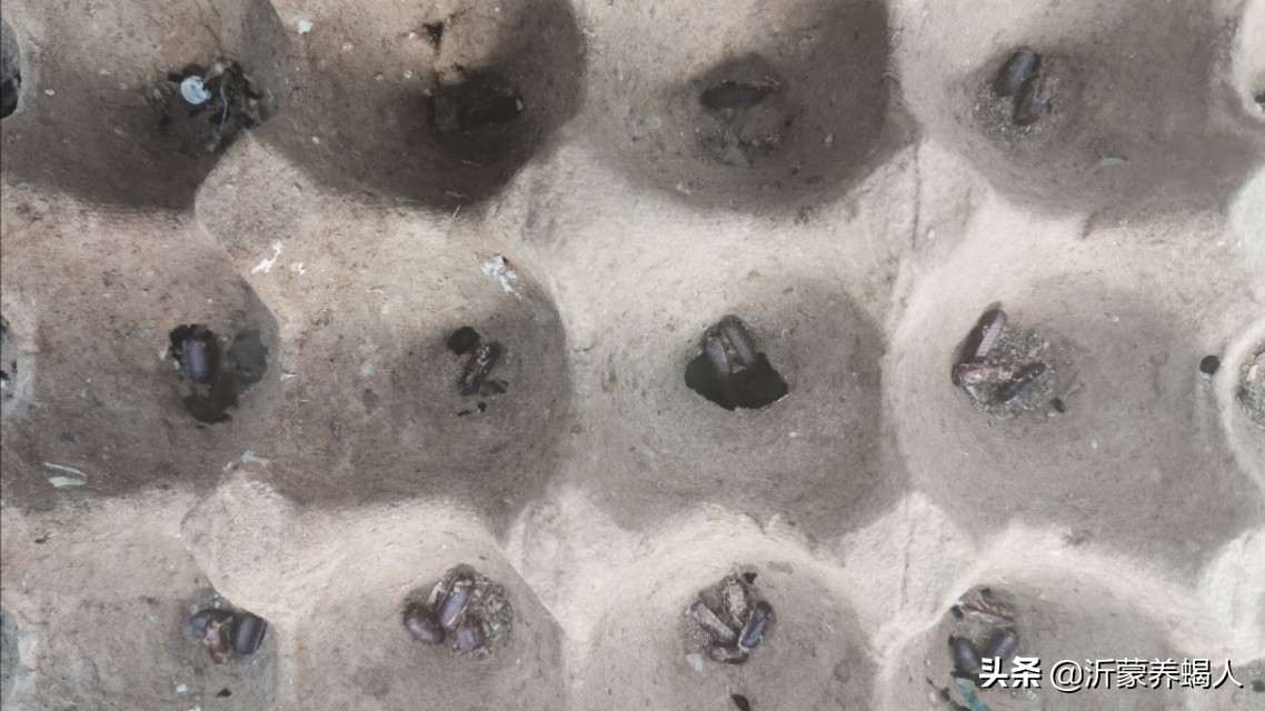 樱桃蟑螂繁殖饲养技术,樱桃蟑螂幼体怎么养