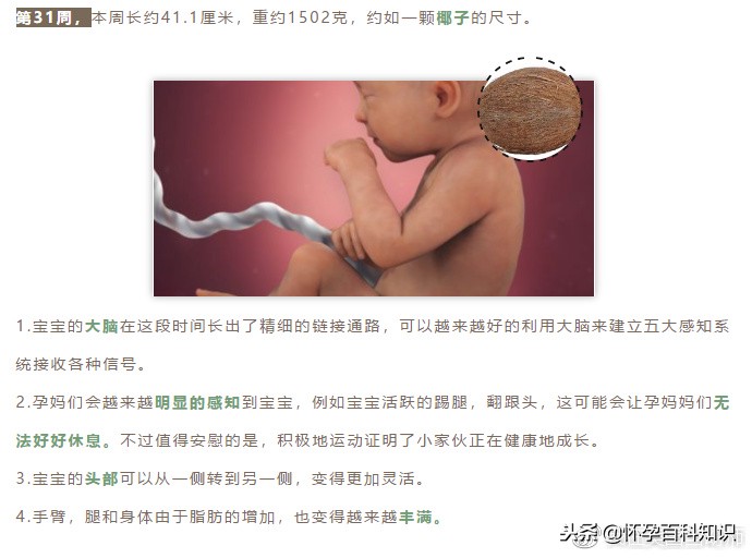 怀孕各个时期胎儿发育过程,怀孕的过程要几天