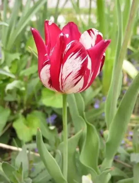 世界上最昂贵的花一朵价值1500万,世界上最高贵的花典雅图文