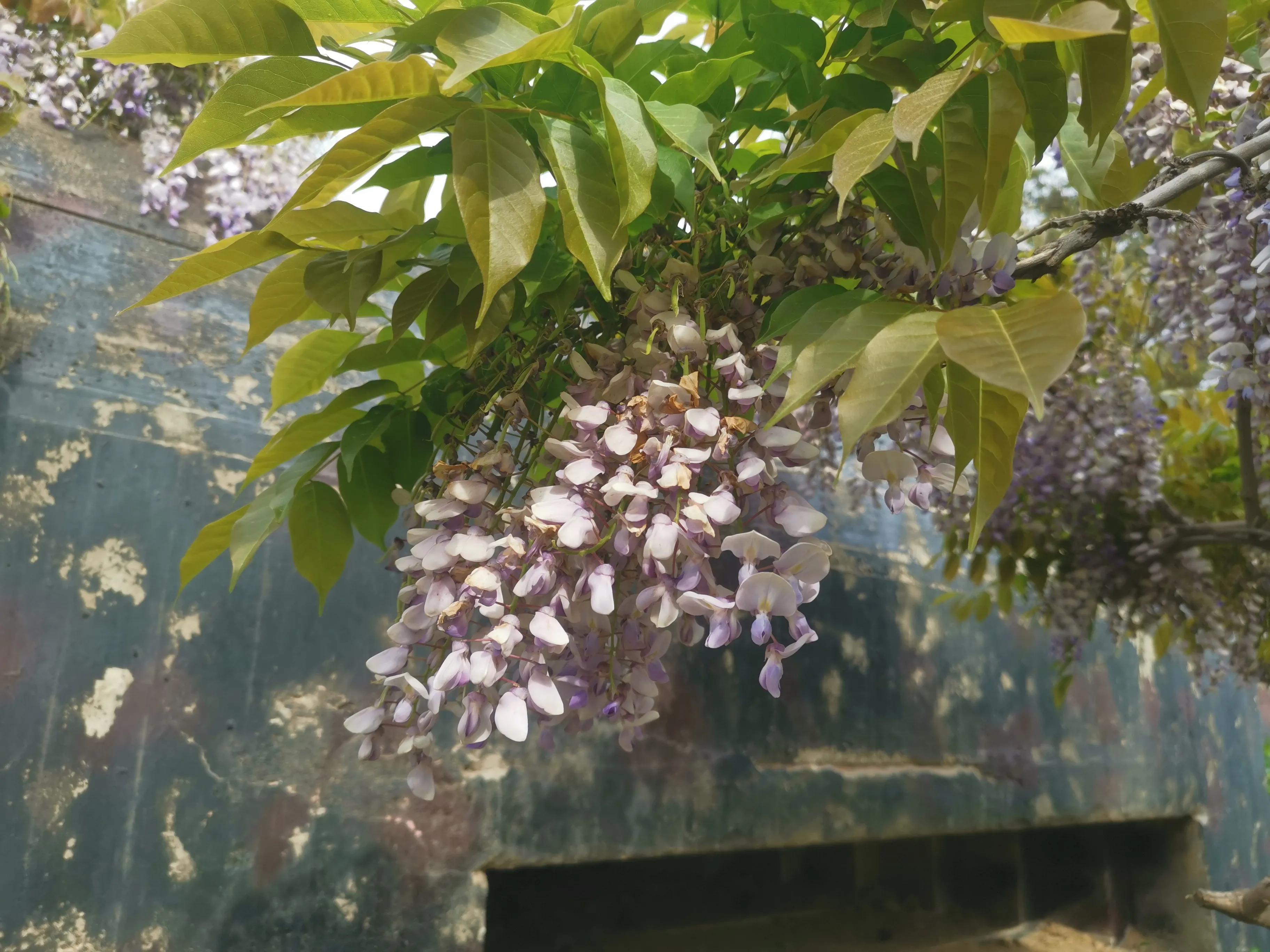 烟台开发区福莱山公园最新消息,烟台开发区福莱山公园喷泉时间