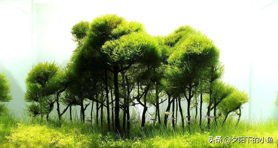 新手养水草臭了怎么办,新手养水草缸教学