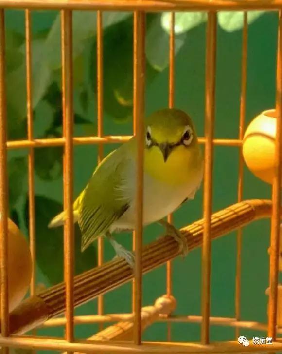 绣眼小唱到大唱需要多久,绣眼大唱吐字标准