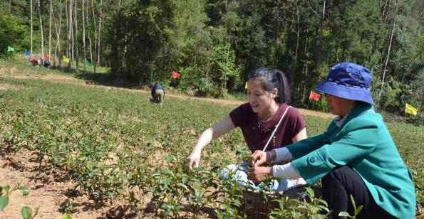 农村籍大学生回乡创业,90后大学生放弃工作回农村创业