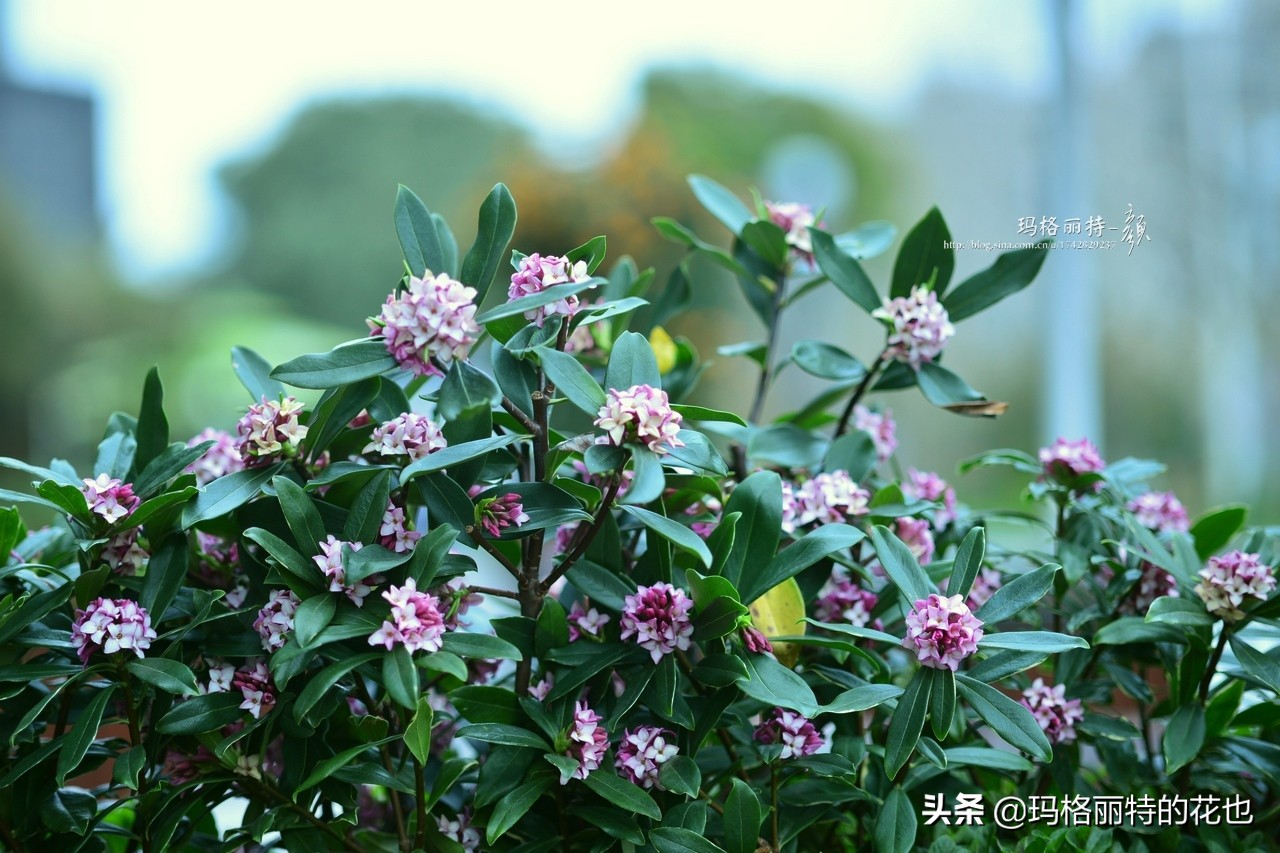 花园里四季常青的树,花园里四季都绿的植物