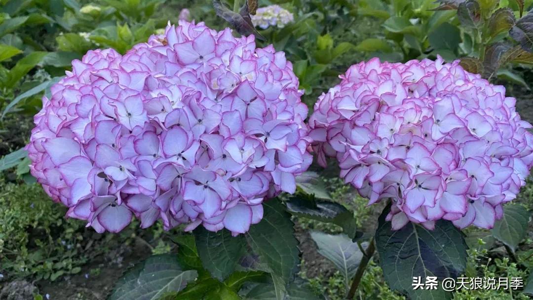 圆滚滚的绣球，瀑布般的花墙，这届花友也太会种花了吧