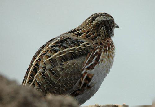 唐诗闲读：“我当二十不得意，一心愁谢如枯兰”