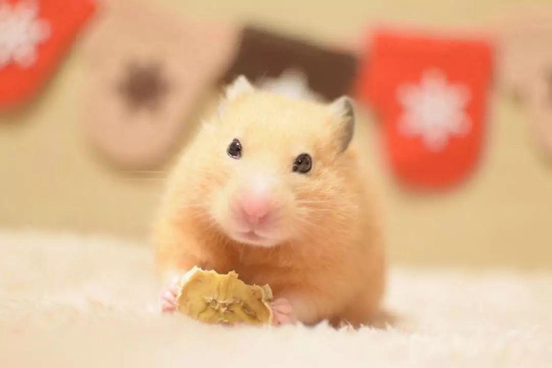 仓鼠老是咬笼子跑来跑去怎么办,养仓鼠改掉咬笼子的这个坏习惯