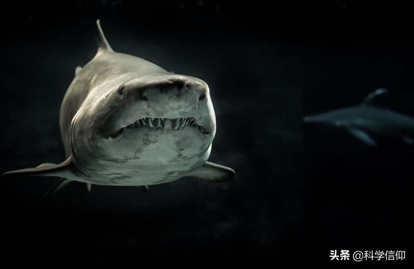 鲨鱼凶猛，但当失去鱼鳍的鲨鱼被放归海洋，等待它们的只有死亡