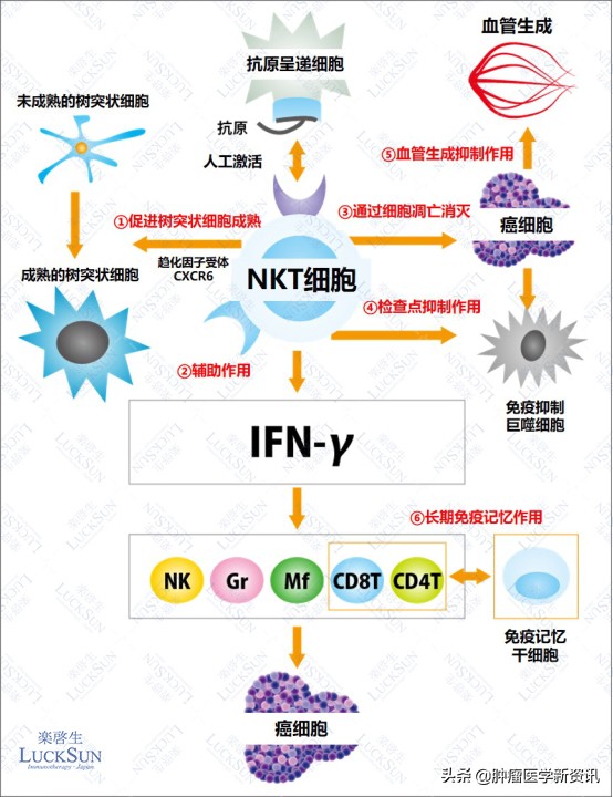 抑制癌细胞生长和扩散,为什么癌细胞不受控制