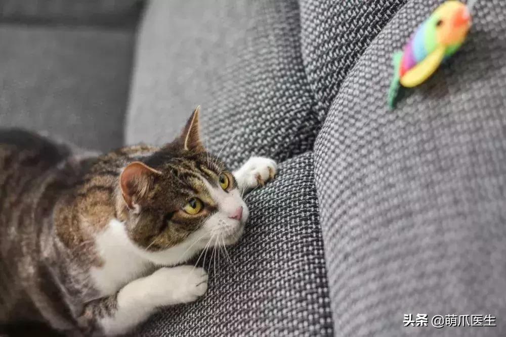 猫咪晚上跑酷一整晚,猫咪在家跑酷是开心吗