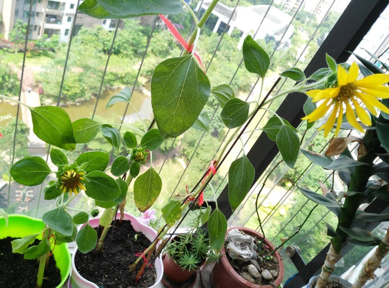 让向日葵快速盛开,盆栽向日葵长得又细又长怎么办