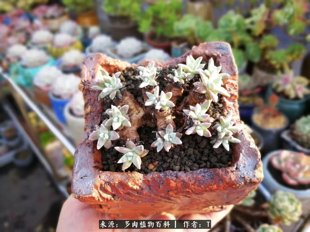 多肉还可以这样玩(上):八年养肉路剪影!