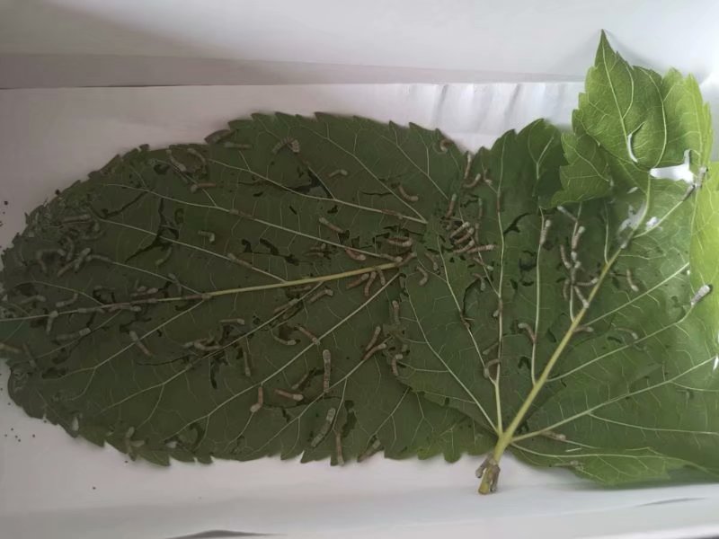 养蚕一周观察日记,养蚕一个月观察记录