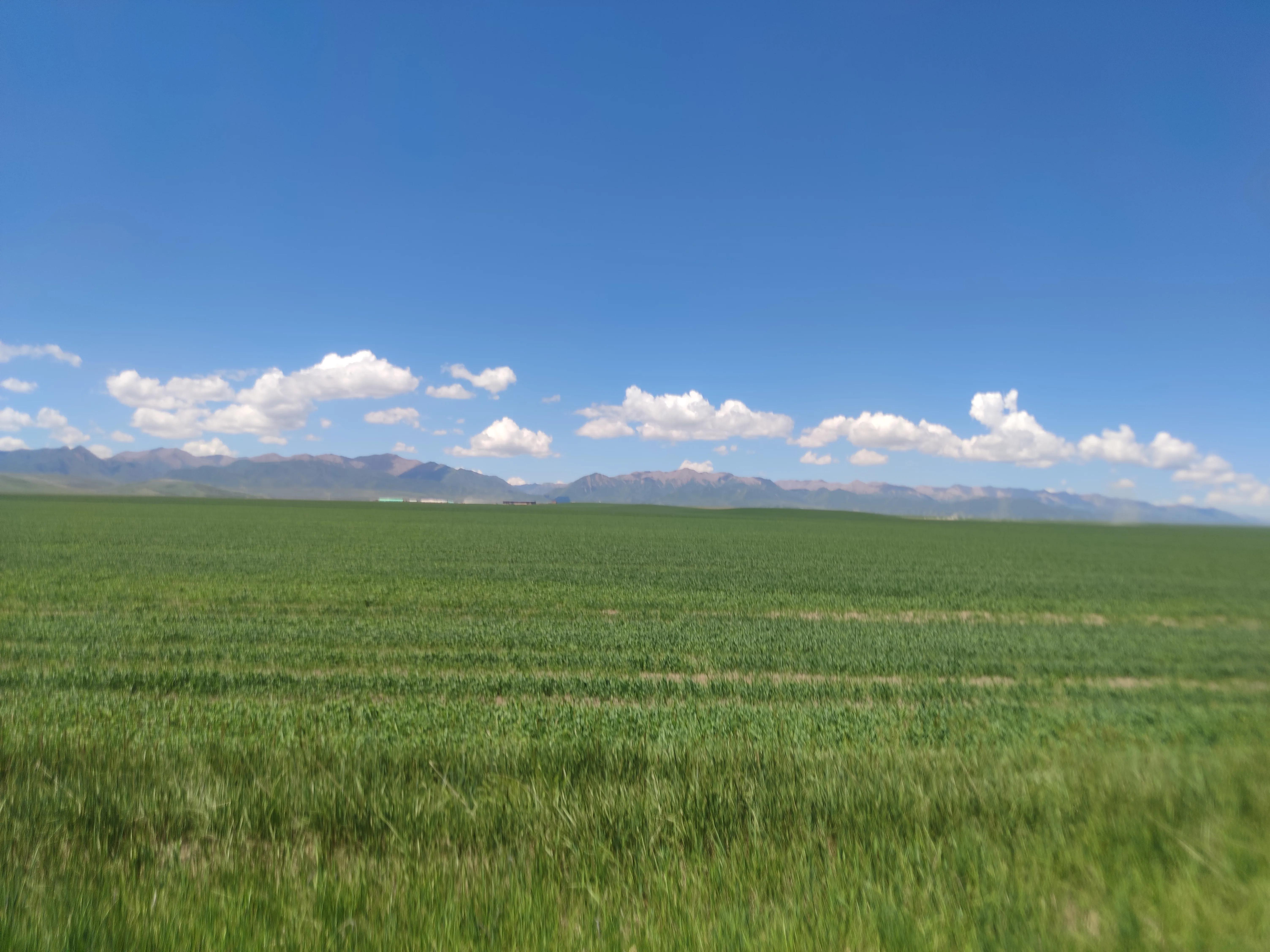 山丹军马场世界第一大军马场,山丹军马场适宜养马的原因