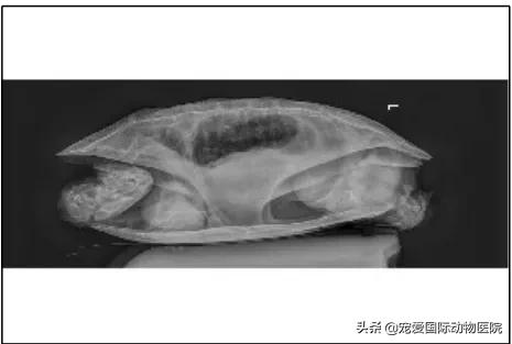 如何分辨乌龟生病,乌龟生病怎么看