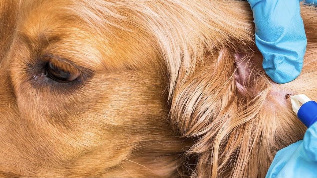 宠物问诊｜关于狗狗皮肤病总是反复怎么办