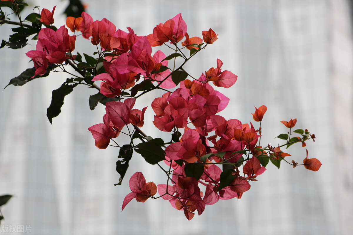 90岁老奶奶的养花生活记录,小阳台养花草