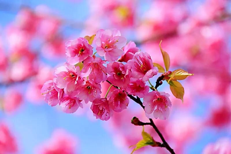 中国最稀少樱花品种阳光樱,樱花品种推荐之迎春樱