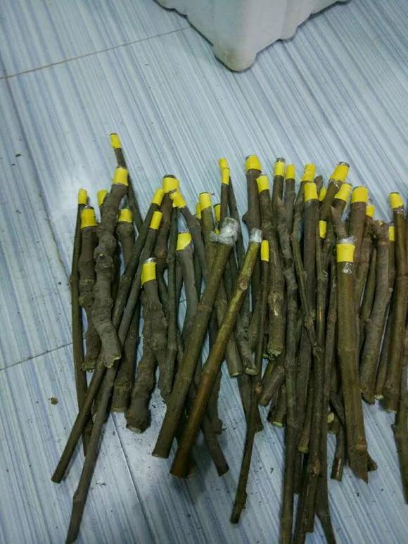 一根枝插土里就能成活的果树,大树枝直接插土里能活吗